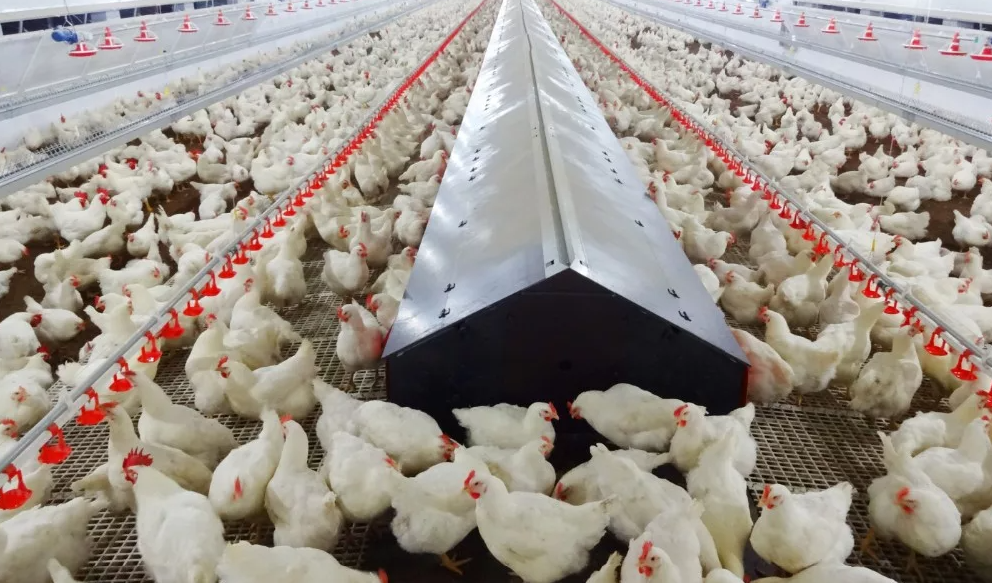 سعر الفراخ البيضاء اليوم في البورصة