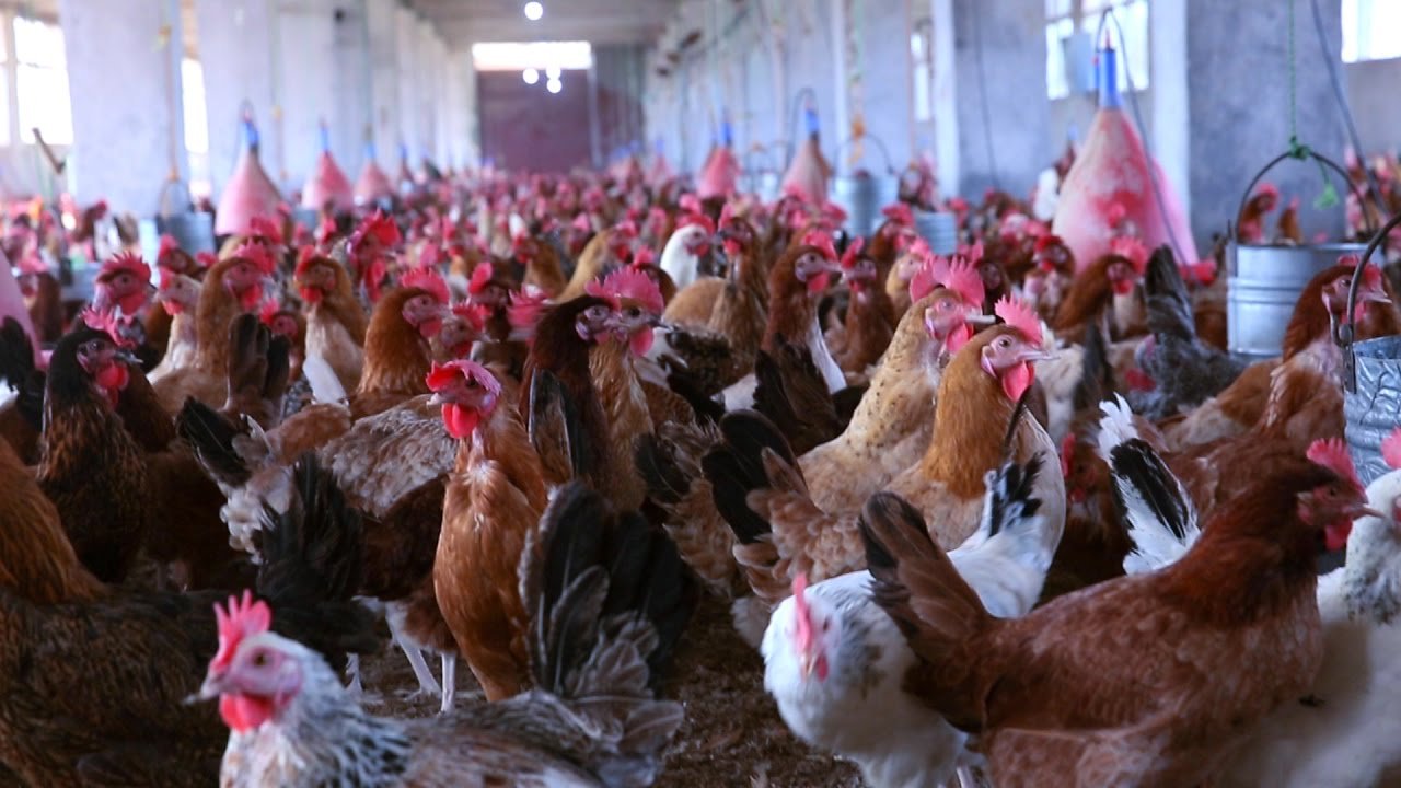 سعر الفراخ البلدي اليوم في البورصة