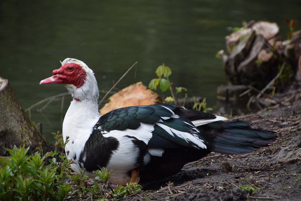 سعر كيلو البط المسكوفي اليوم 