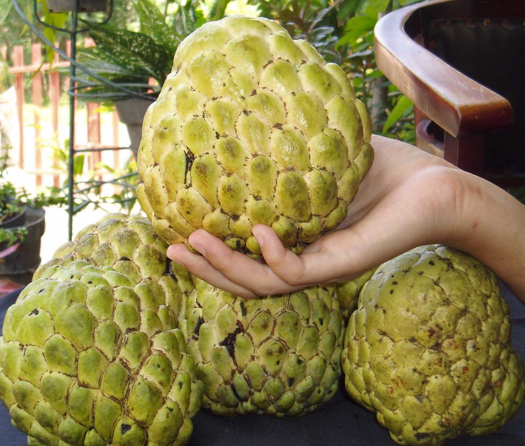 فوائد فاكهة القشطة