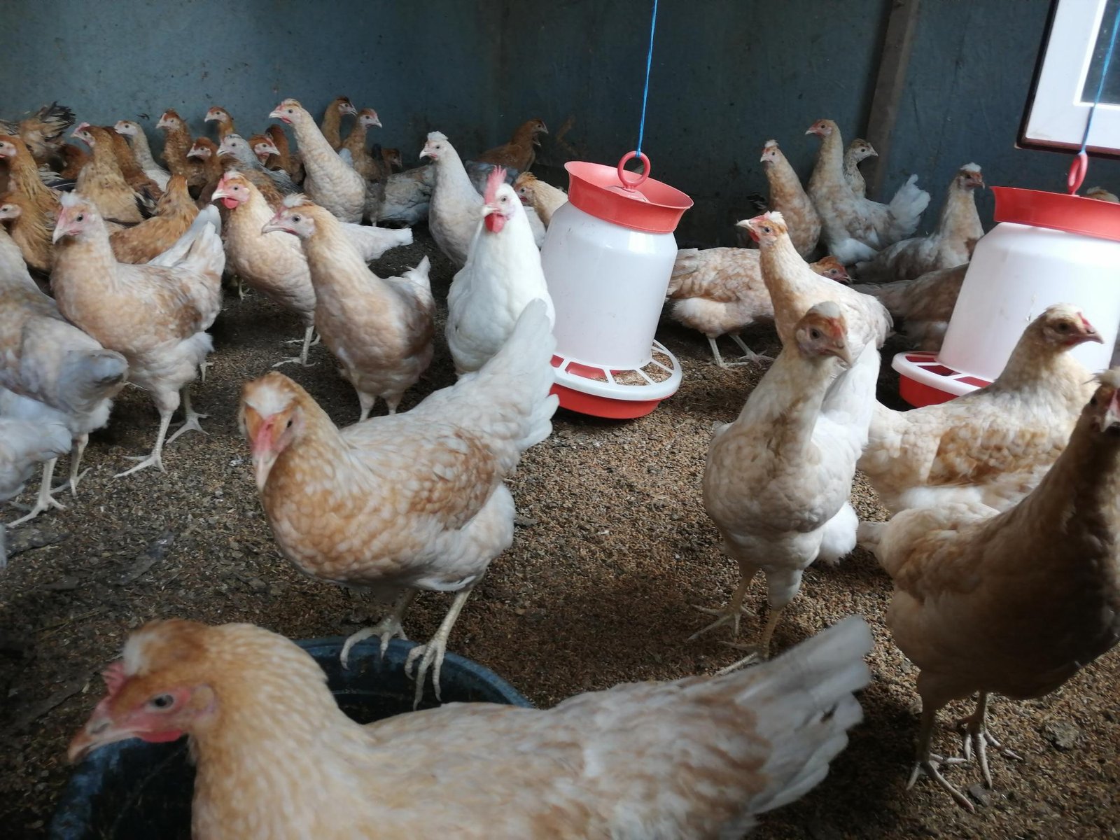 أقوى رافع مناعة للدواجن