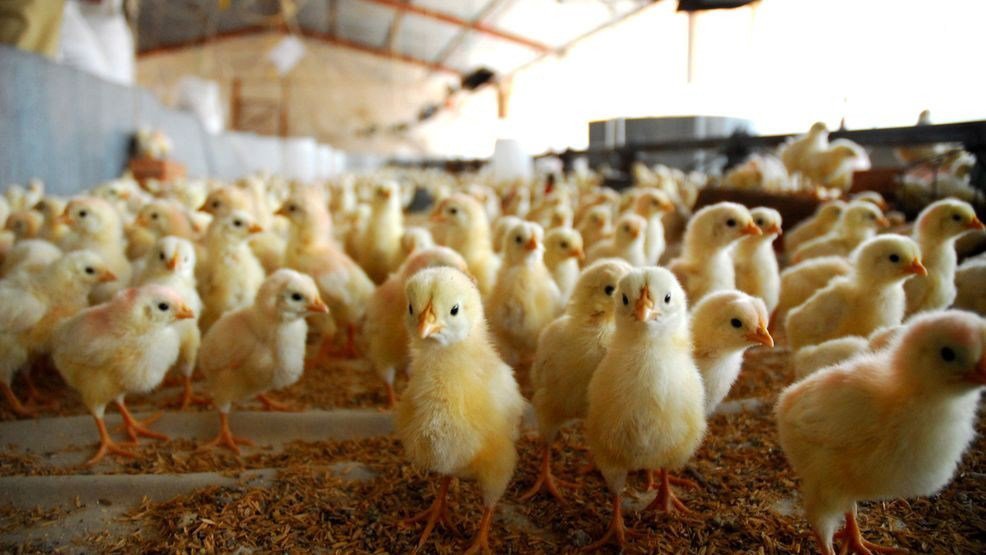 أسعار الدواجن بورصة الدواجن اليوم