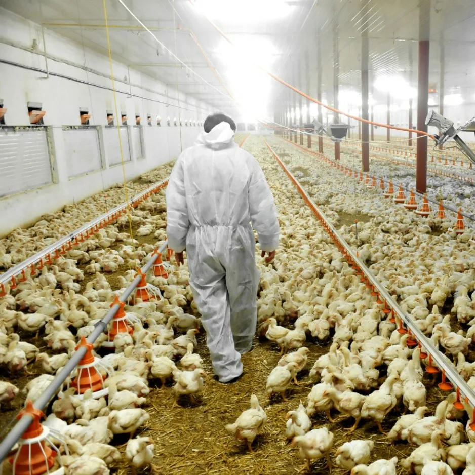 أقوى رافع مناعة للدواجن