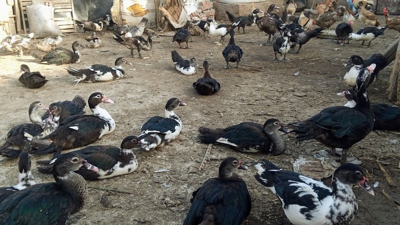 سعر كيلو البط المسكوفي اليوم 