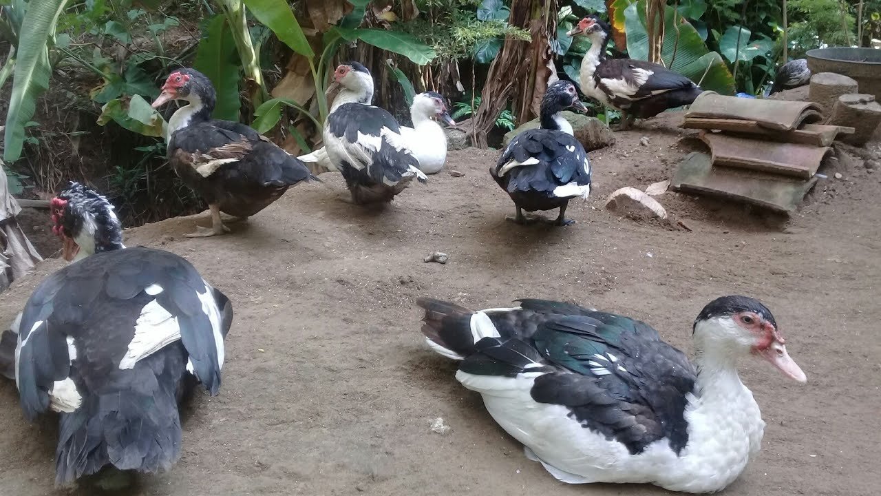 سعر كيلو البط المسكوفي اليوم 