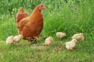 بورصة الدواجن العمومية