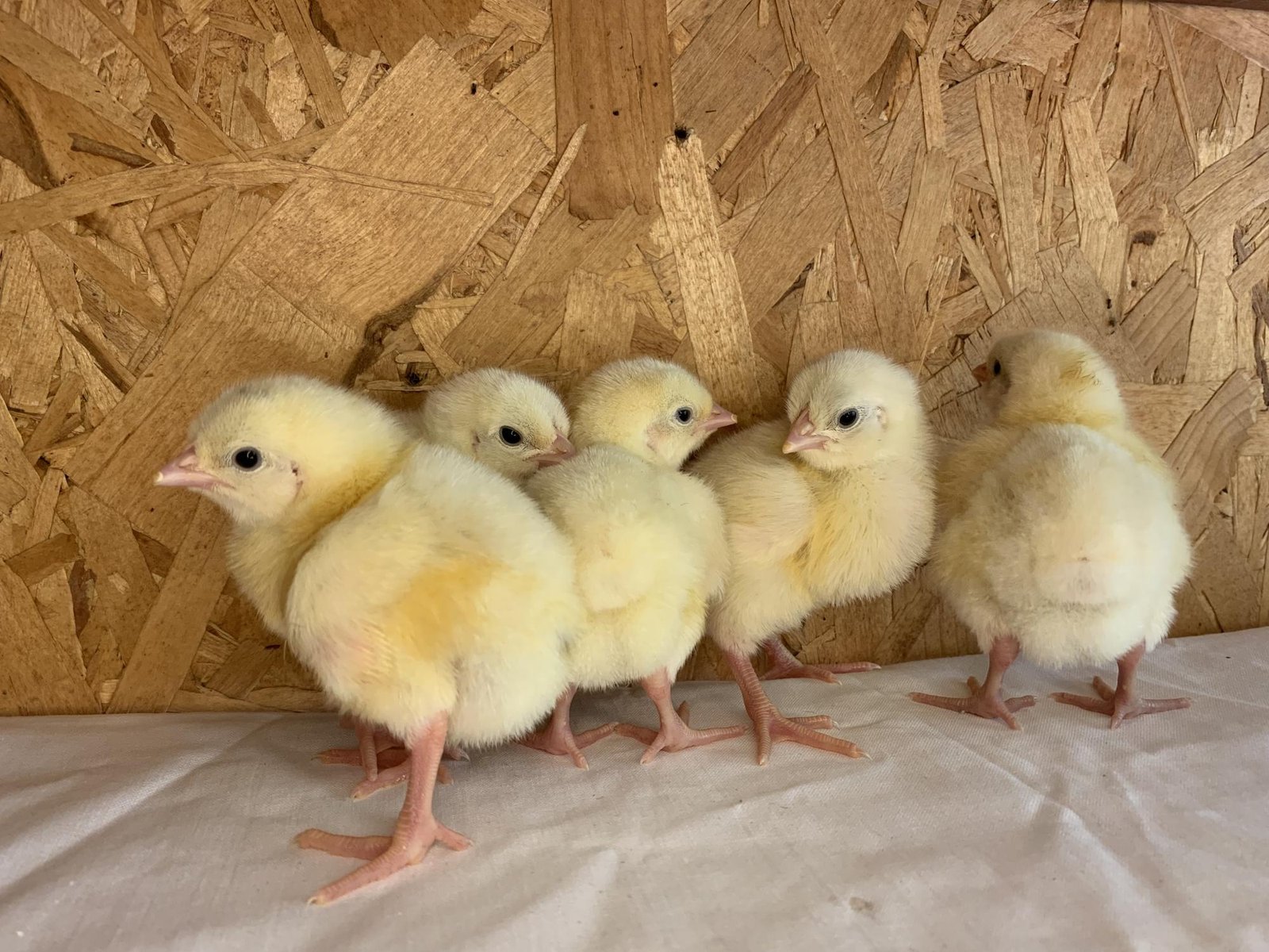 اسعار الدواجن اليوم في البورصة 