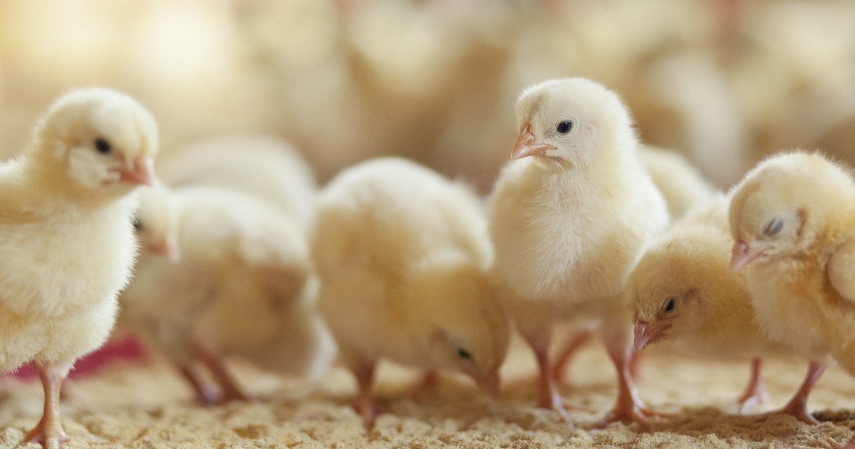 سعر الكتكوت الساسو