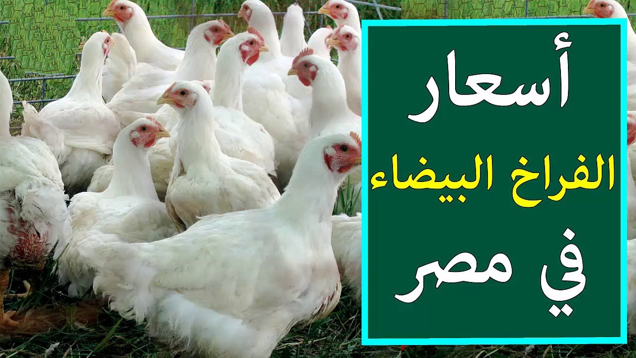 البورصة العالمية للدواجن