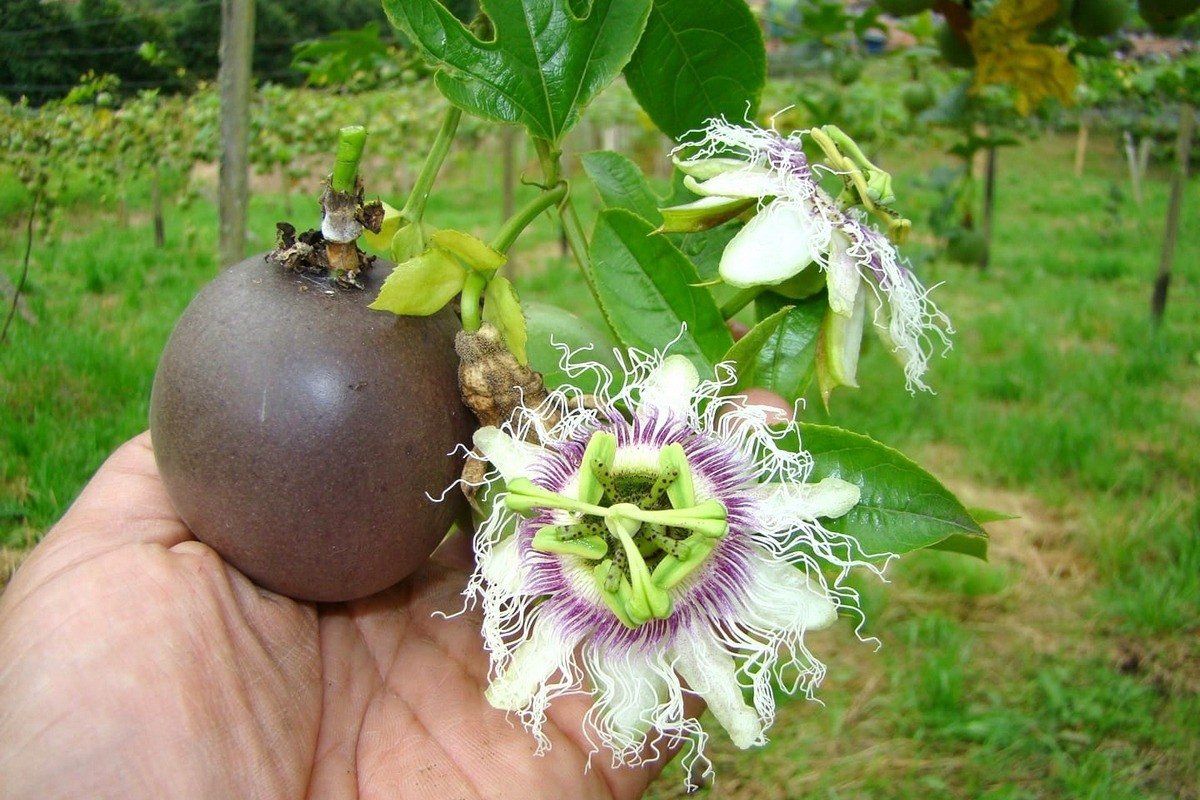 أضرار الباشن فروت