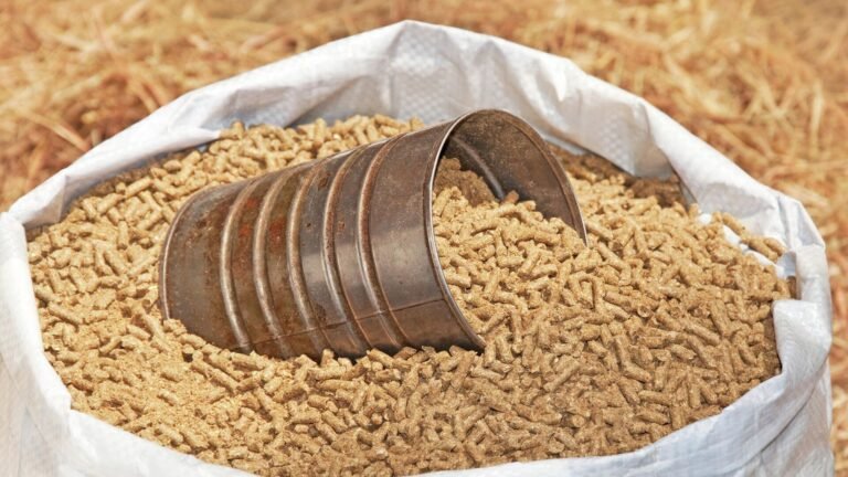 سعر شيكارة العلف 50 كيلو اليوم