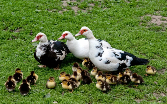 سعر كيلو البط المسكوفي اليوم