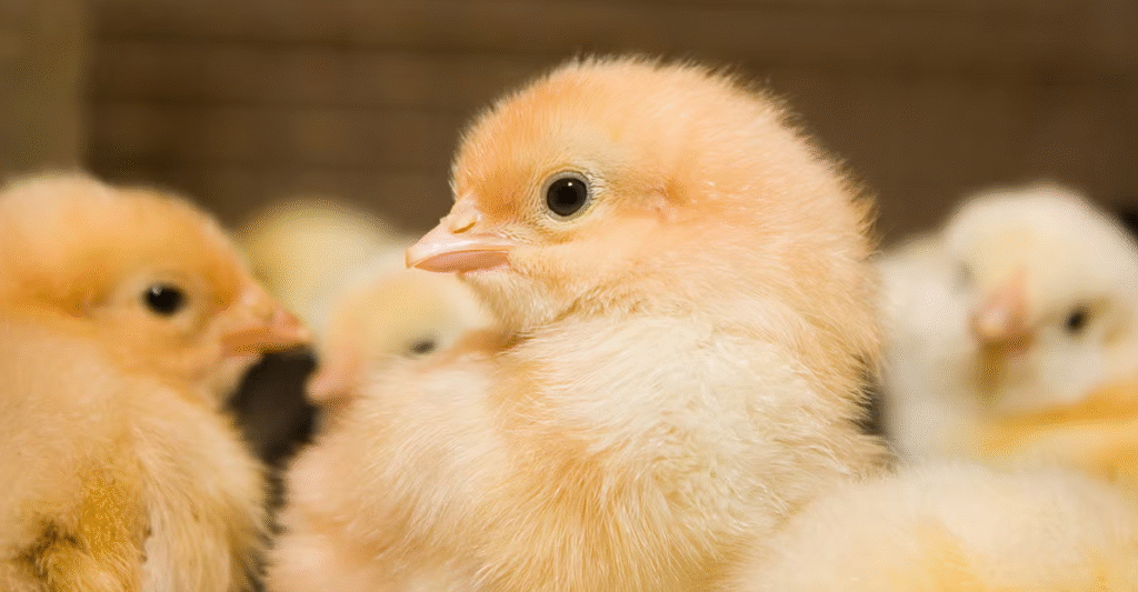 سعر الكتكوت الساسو