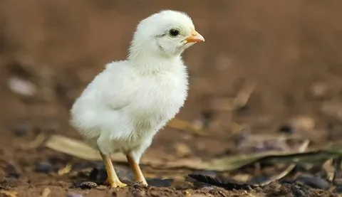 سعر الكتكوت الأبيض اليوم في البورصة