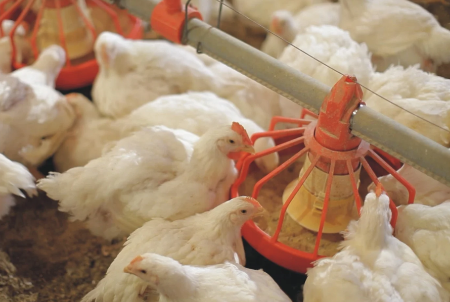 البورصة العالمية للدواجن